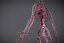 Whole CardioVascular System
