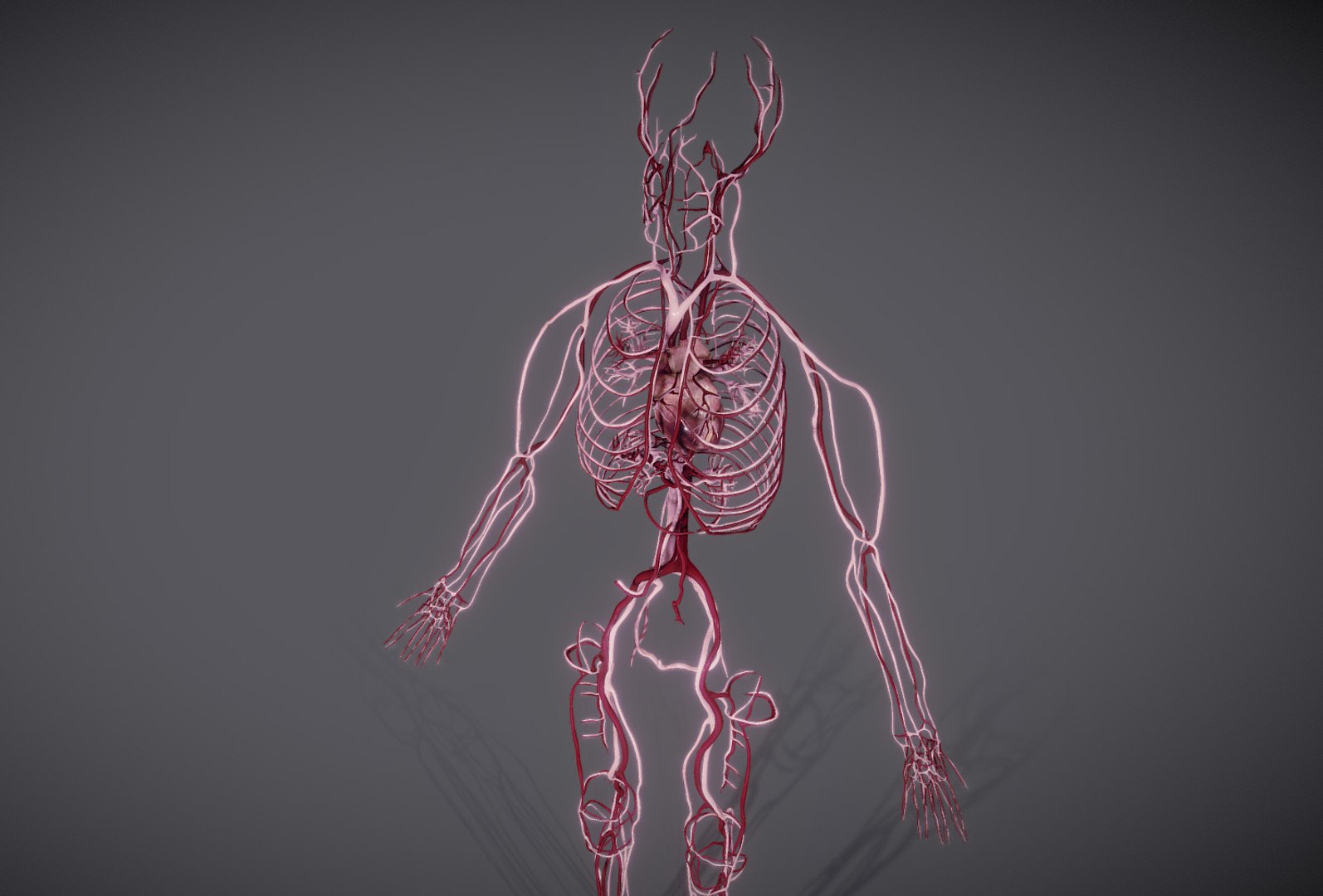 3D heart science anatomy model https://p.turbosquid.com/ts-thumb/N8/h7aaWy/jVv1N4TE/3/jpg/1548160397/1920x1080/fit_q87/fb2c43bbe601e0f60850c9d4390b0a0ce11169dc/3.jpg