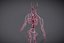Whole CardioVascular System