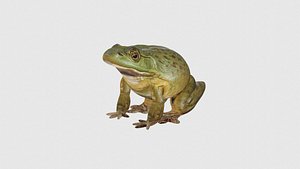 Low Poly Bullfrog Rigged With Realistic Texture 3D model