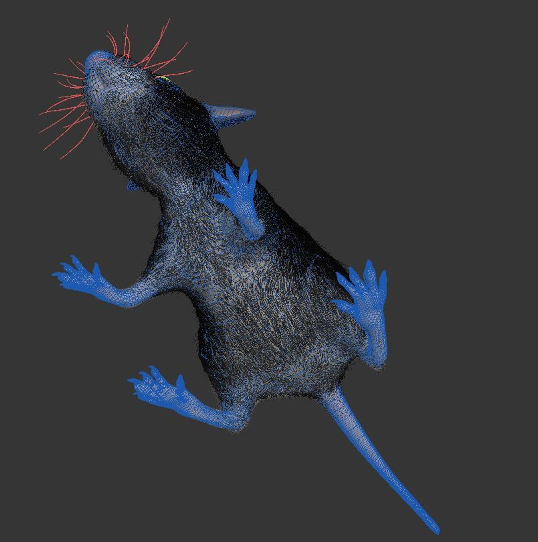 Free Animal Rat Mouse Model - TurboSquid 1520064