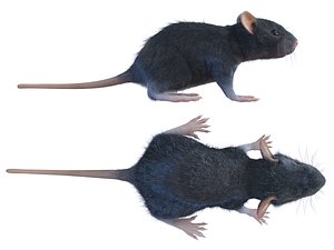 animal rat mouse model