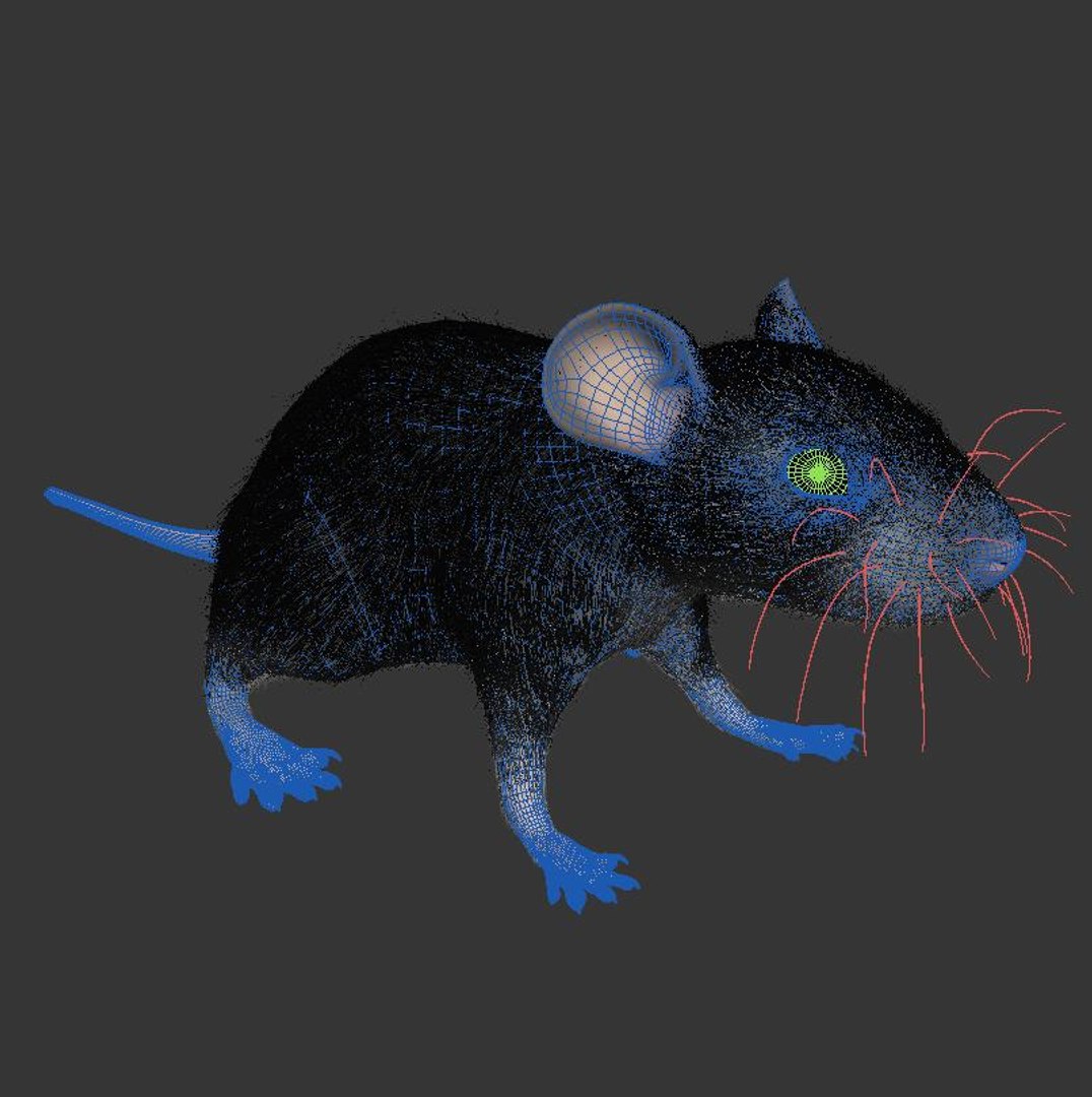 Free Animal Rat Mouse Model - TurboSquid 1520064