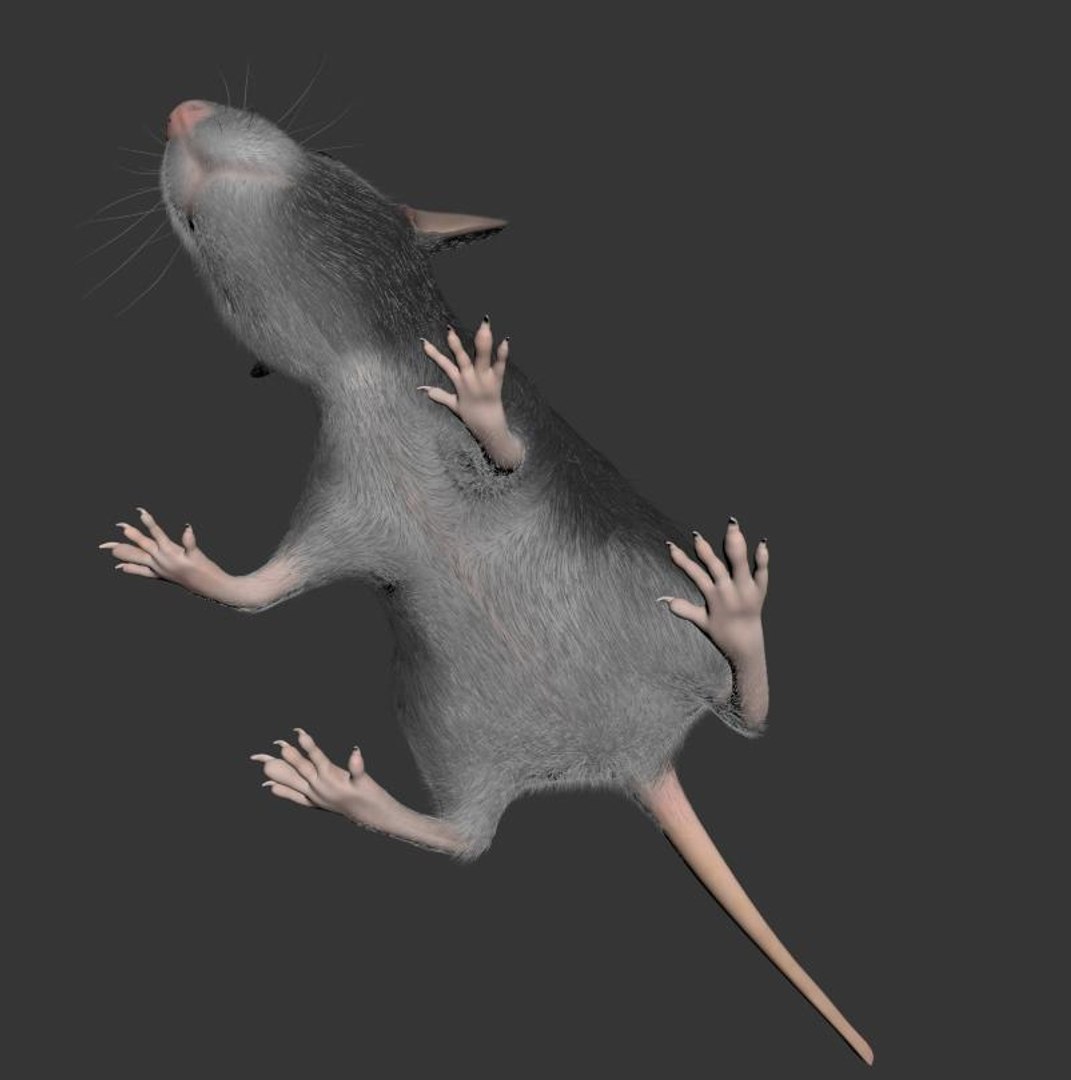 Free Animal Rat Mouse Model - TurboSquid 1520064