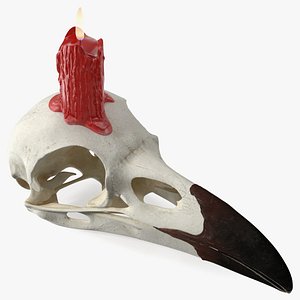 Bird Skull with Red Wax Candle
