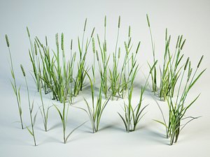 3D model grass bushes