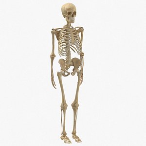real human woman skeleton bones model