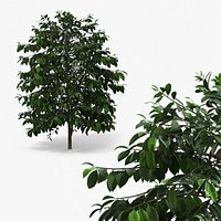 Coffee Plant with Dense Foliage Green