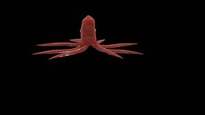 octopus 3D