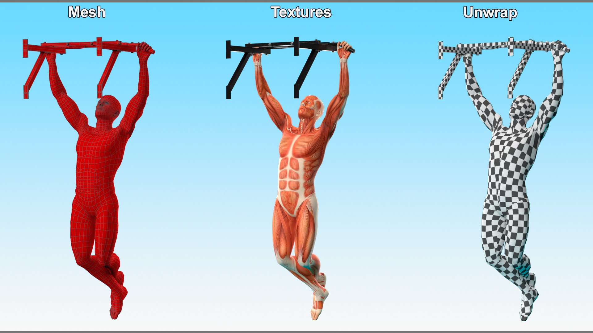 Anatomy Male Muscular System Pull-up Animated Rigged 3D - TurboSquid ...