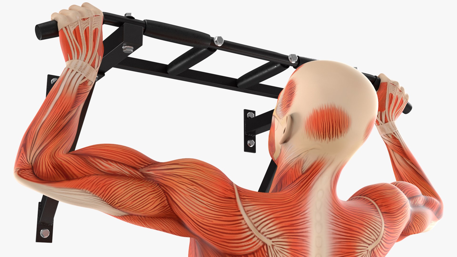 Anatomy Male Muscular System Pull-up Animated Rigged 3D - TurboSquid ...