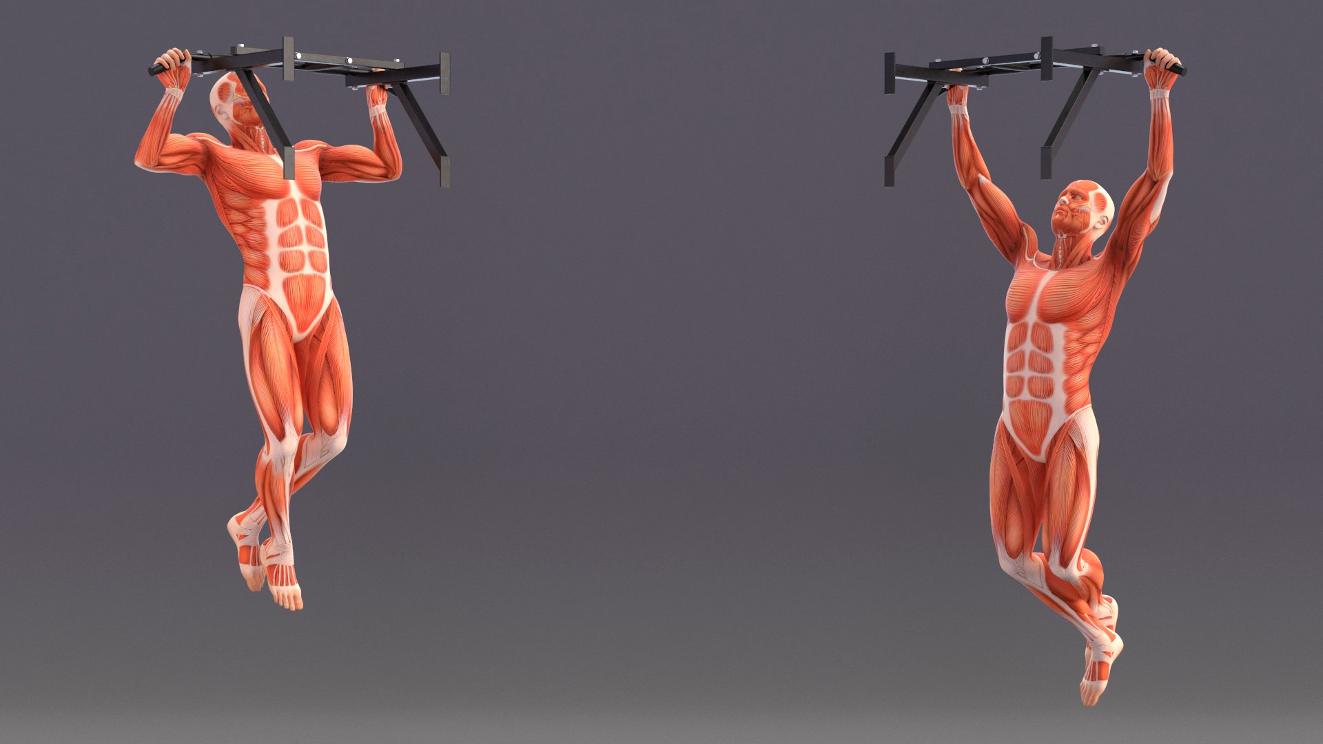 Anatomy Male Muscular System Pull-up Animated Rigged 3D - TurboSquid ...
