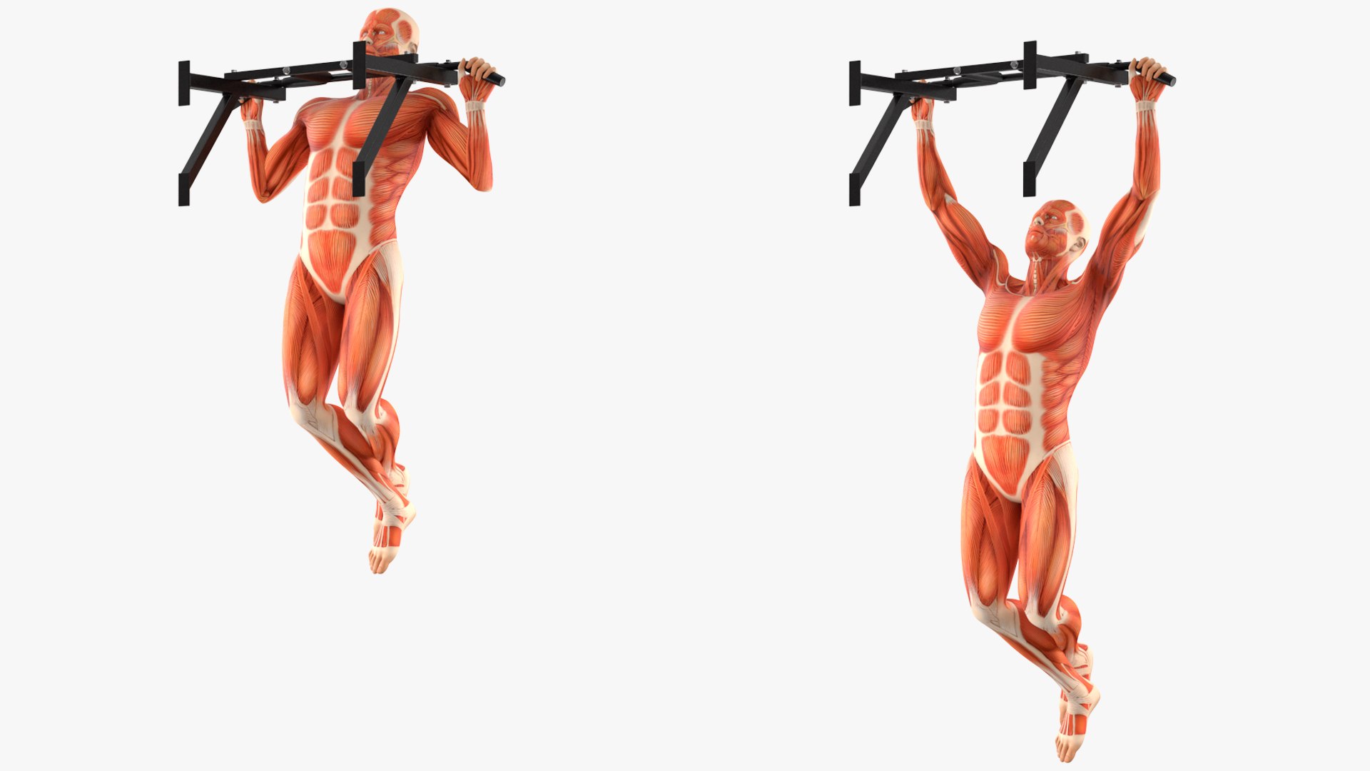 Anatomy Male Muscular System Pull-up Animated Rigged 3D - TurboSquid ...