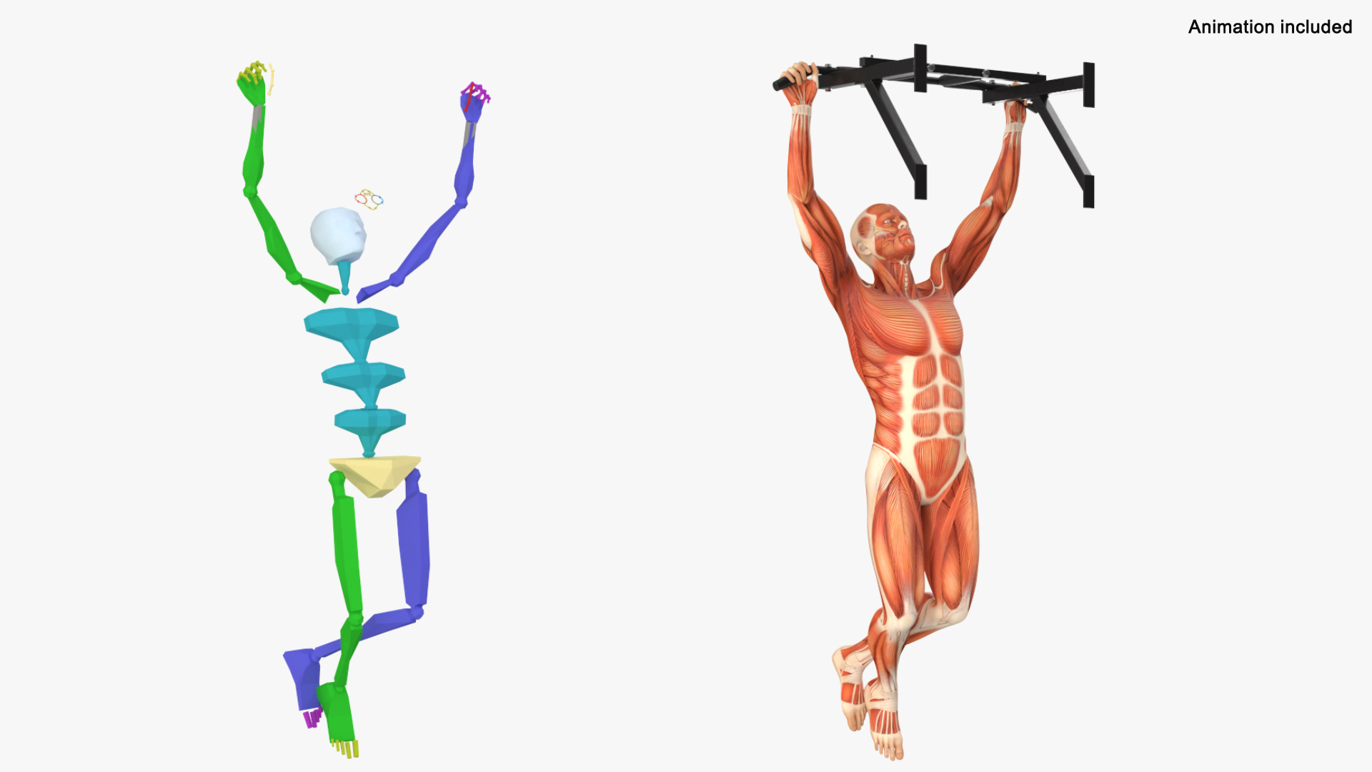 Anatomy Male Muscular System Pull-up Animated Rigged 3D - TurboSquid ...