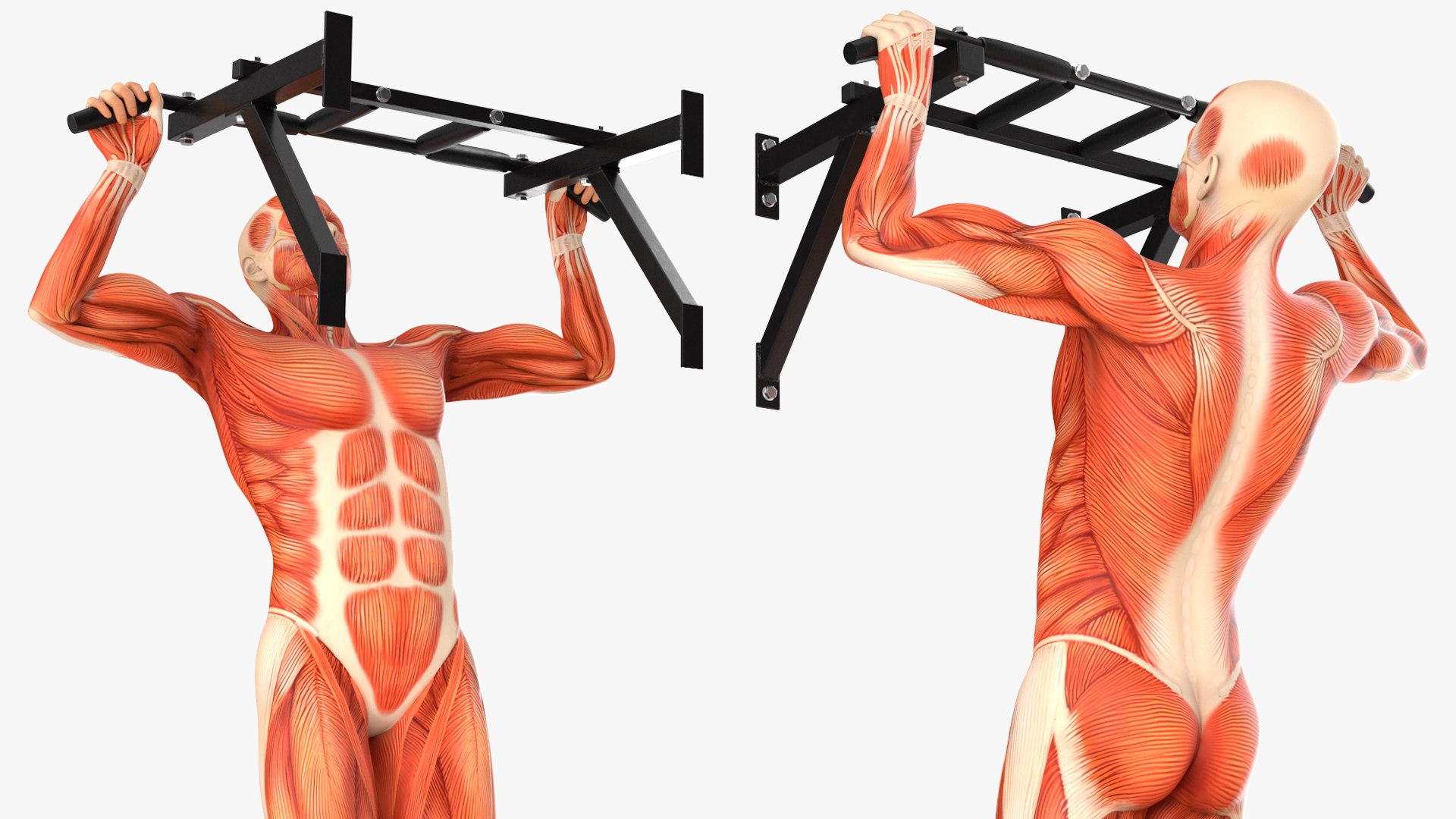 Anatomy Male Muscular System Pull-up Animated Rigged 3D - TurboSquid ...