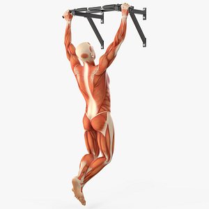 Anatomy Male Muscular System Pull-up Animated Rigged