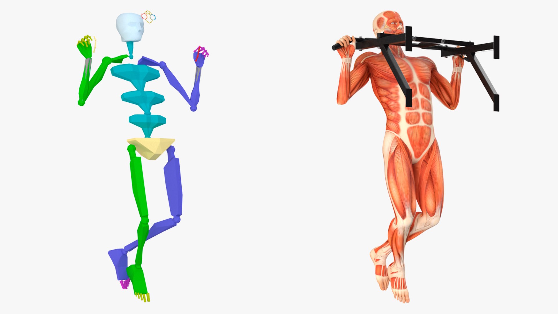 Anatomy Male Muscular System Pull-up Animated Rigged 3D - TurboSquid ...