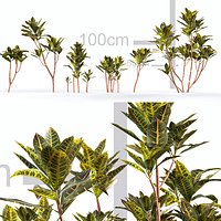 Codiaeum Variegatum - Garden croton