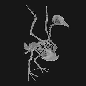 Pigeon Skeleton