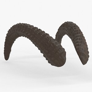 Large Curved Horns - Lauren