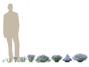 Flax - Linum usitatissimum 3D