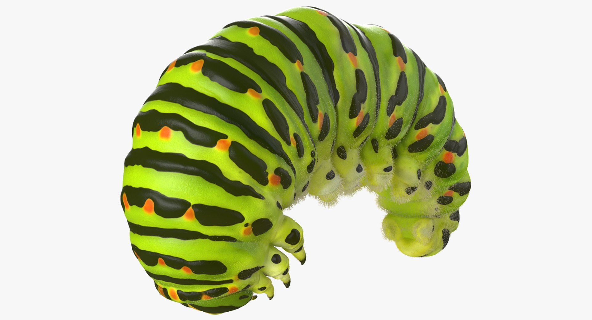 Caterpillar Pose 3 with Fur 3D model preview