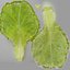 Lettuce Leaf