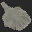 Lettuce Leaf