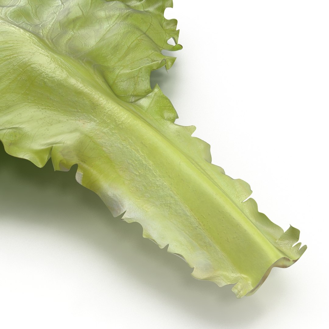 lettuce leaf 3d model https://p.turbosquid.com/ts-thumb/N9/vQ3R52/CsEisAa2/lettuceleaf3dmodel09/jpg/1440763684/1920x1080/fit_q87/5b2afbc1b05d2253013b50de219b3305ba8ddf28/lettuceleaf3dmodel09.jpg