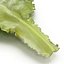Lettuce Leaf