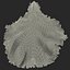 Lettuce Leaf