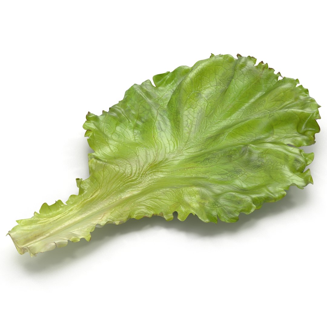 lettuce leaf 3d model https://p.turbosquid.com/ts-thumb/N9/vQ3R52/DB2YrkjW/lettuceleaf3dmodel02/jpg/1440763684/1920x1080/fit_q87/2444095a0f9390b5d2547347882668c24834d2fd/lettuceleaf3dmodel02.jpg