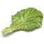 Lettuce Leaf
