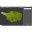 Lettuce Leaf