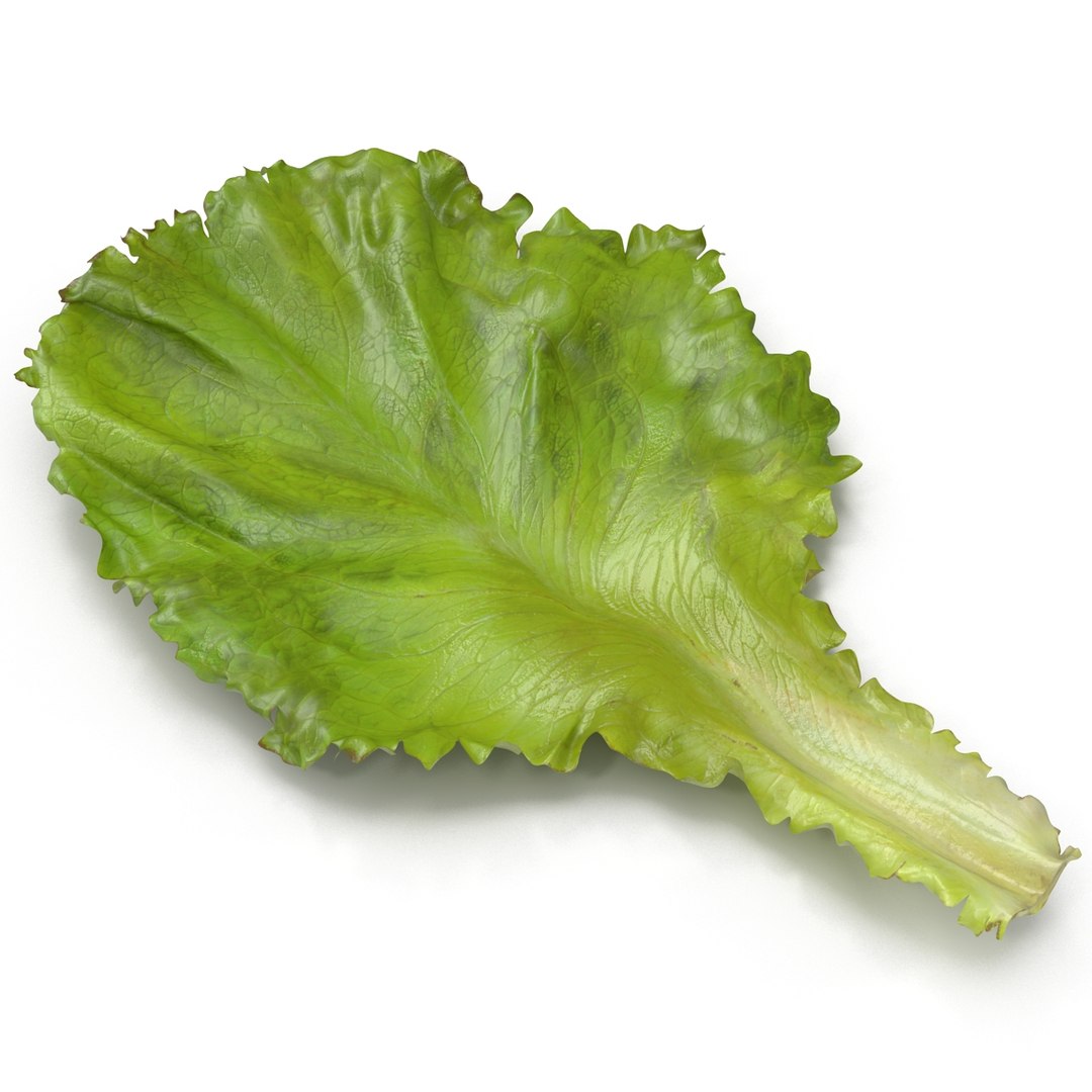 lettuce leaf 3d model https://p.turbosquid.com/ts-thumb/N9/vQ3R52/JRwHnU8Z/lettuceleaf3dmodel03/jpg/1440763684/1920x1080/fit_q87/0a0662f5804e08cfe9e496785c933fae12b80756/lettuceleaf3dmodel03.jpg