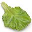 Lettuce Leaf