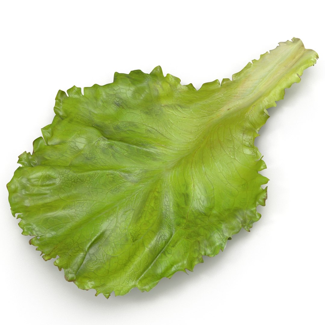 lettuce leaf 3d model https://p.turbosquid.com/ts-thumb/N9/vQ3R52/XjBzsDqq/lettuceleaf3dmodel04/jpg/1440763684/1920x1080/fit_q87/dac4ae36dc18d830771b7c1a560d19d2b5cd4e77/lettuceleaf3dmodel04.jpg