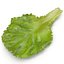 Lettuce Leaf