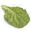 Lettuce Leaf