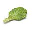 Lettuce Leaf