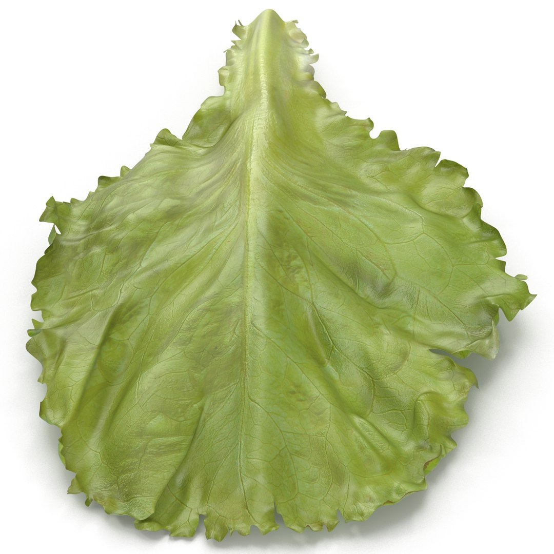lettuce leaf 3d model https://p.turbosquid.com/ts-thumb/N9/vQ3R52/bC1QDSHI/lettuceleaf3dmodel08/jpg/1440763684/1920x1080/fit_q87/90a0b60744cd44024f909c2356325c920838c923/lettuceleaf3dmodel08.jpg