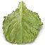 Lettuce Leaf