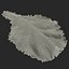 Lettuce Leaf