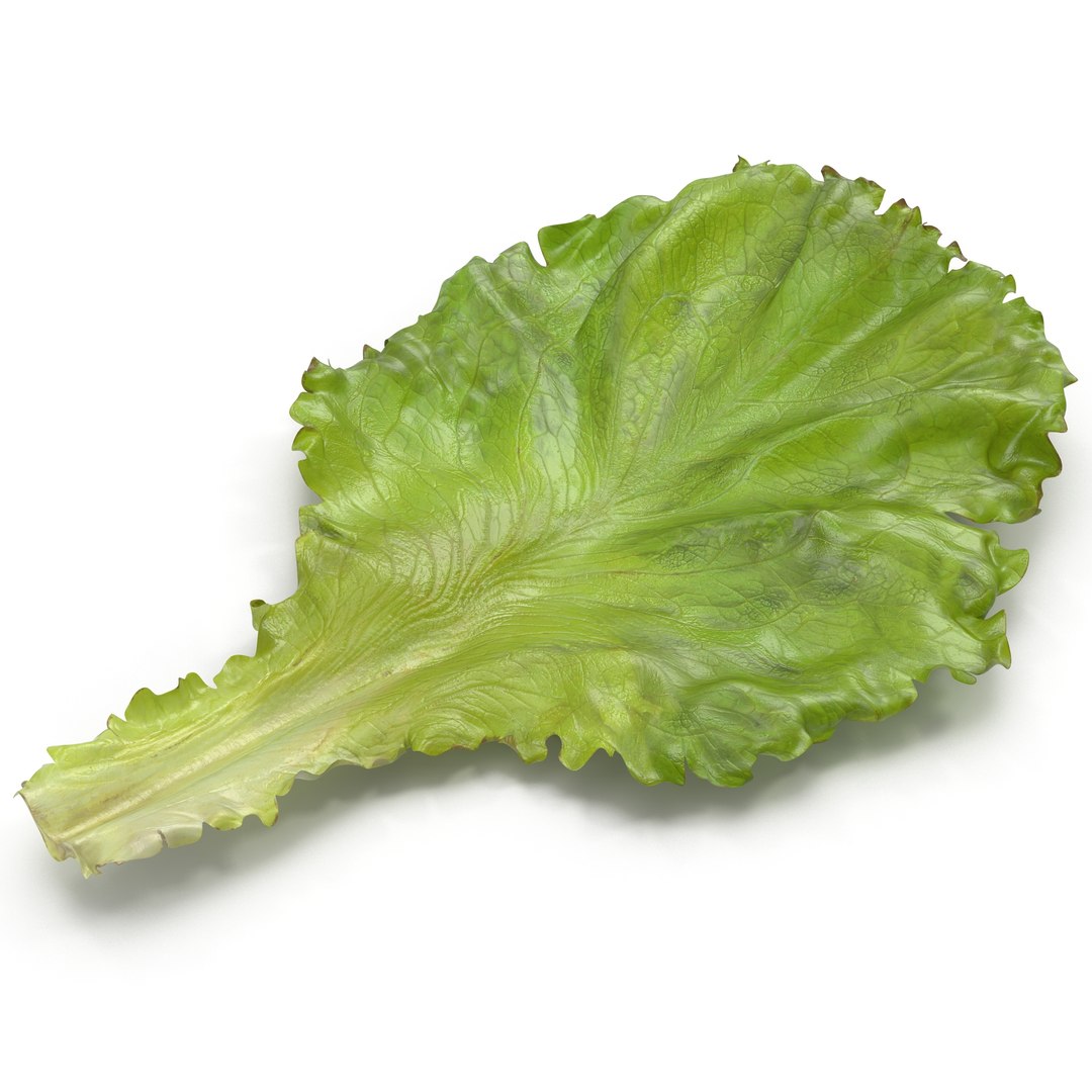 Lettuce Leaf 3D model preview