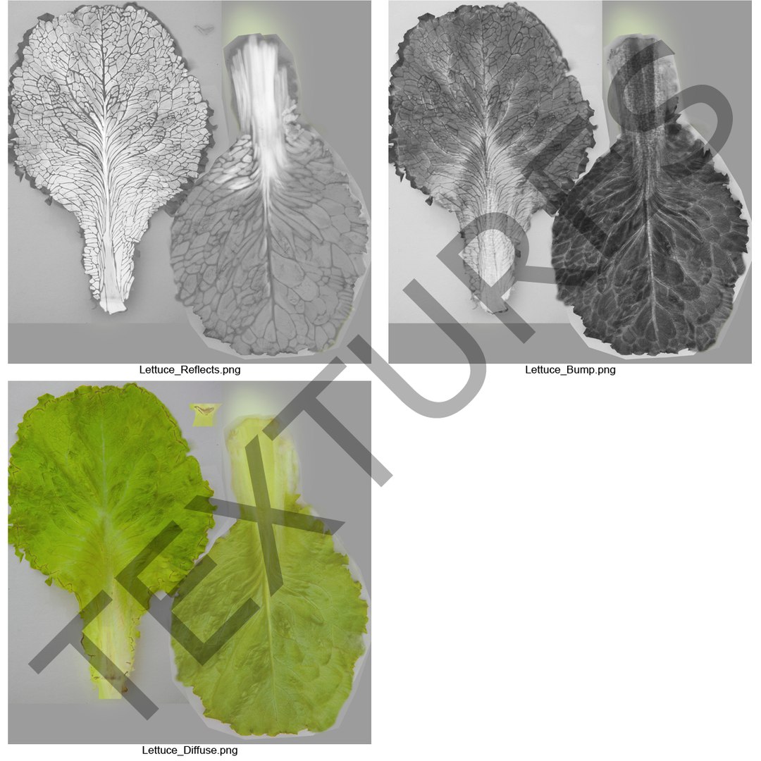 lettuce leaf 3d model https://p.turbosquid.com/ts-thumb/N9/vQ3R52/tta8Yogb/lettuceleaf3dmodel15/jpg/1440763685/1920x1080/fit_q87/f2fcaeb2316ce26bdacbb8f6d7fad098aeda682a/lettuceleaf3dmodel15.jpg