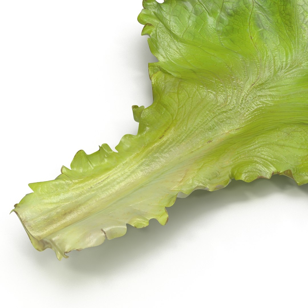 lettuce leaf 3d model https://p.turbosquid.com/ts-thumb/N9/vQ3R52/wmhlfX96/lettuceleaf3dmodel10/jpg/1440763684/1920x1080/fit_q87/6346ddf739752b00b66fad28d326a6e78efc51c7/lettuceleaf3dmodel10.jpg