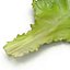 Lettuce Leaf