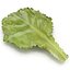 Lettuce Leaf