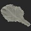 Lettuce Leaf