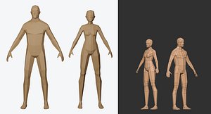 female male base model